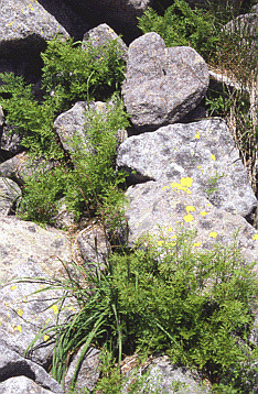 Cryptogramma crispa, felce dei ghiaioni d'alta quota. Foto Renato Gerdol, Mostra e Catalogo Biodiversità in Emilia-Romagna 2003