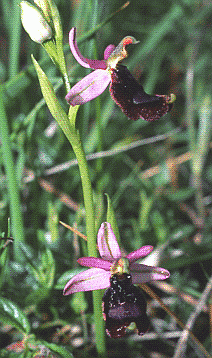 Ophrys bertolonii. Foto Ivano Togni, Mostra e Catalogo Biodiversità in Emilia-Romagna 2003