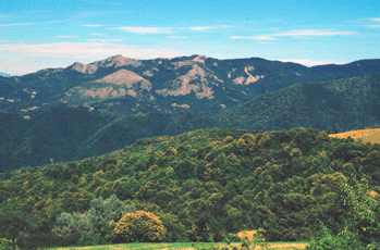 Castagneti in alta Val Manubiola. Foto Mario Vianelli, archivio Servizio Valorizzazione e Tutela del Paesaggio della Regione Emilia-Romagna