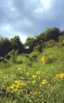 214 Praterie e cespuglieti pre-forestali. Foto Stefano Mazzotti, Mostra e Catalogo Biodiversità in Emilia-Romagna 2003