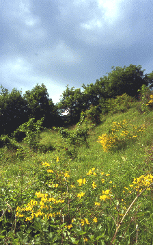 214 Praterie e cespuglieti pre-forestali. Foto Stefano Mazzotti, Mostra e Catalogo Biodiversità in Emilia-Romagna 2003