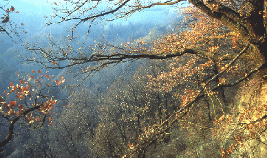 214 Querceto xerofilo di roverella (Quercus pubescens). Foto Ivano Togni, Mostra e Catalogo Biodiversità in Emilia-Romagna 2003