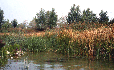 Ex cava naturalizzata nella pianura parmense. Foto Stefano Mazzotti, Mostra e Catalogo Biodiversità in Emilia-Romagna 2003