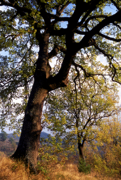 Querceto xerofilo di Roverella. Foto Ivano Togni, Mostra e Catalogo Biodiversità in Emilia-Romagna 2003