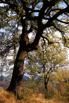 223 Querceto xerofilo di Roverella (Quercus pubescens). Foto Ivano Togni, Mostra e Catalogo Biodiversità in Emilia-Romagna 2003