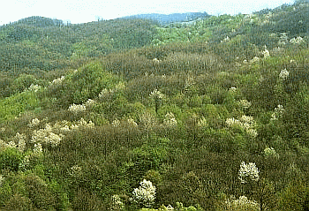226 Querceto misto con ciliegi (Prunus avium) in fiore. Foto Maurizio Sirotti Ecosistema, archivio Servizio Sistemi informativi geografici RER