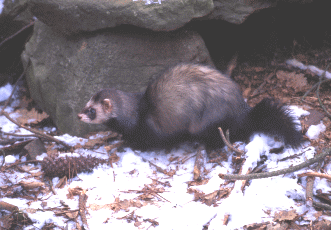Puzzola (Mustela putorius). Foto Maurizio Bonora, Mostra e Catalogo Biodiversità in Emilia-Romagna 2003
