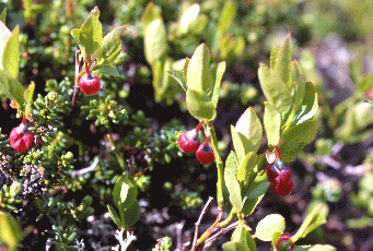 303 Mirtillo nero (Vaccinium myrtillus) e moretta comune (Empetrum ermaphroditum). Foto Renato Gerdol, Mostra e Catalogo Biodiversità in Emilia-Romagna 2003