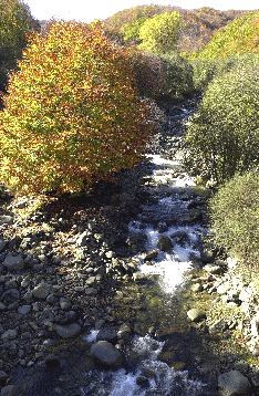 Habitat fluviale di tipo montano. Foto archivio Parco Nazionale Appennino Tosco-Emiliano