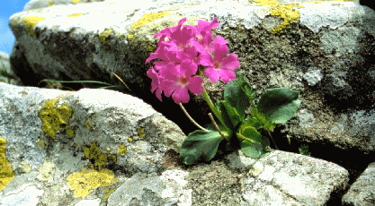 306 Primula appenninica (Primula apennina). Foto Giuseppe Branchetti, archivio personale