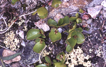 Salice nano (Salix herbacea), relitto artico-alpino. Foto Renato Gerdol, Mostra e Catalogo Biodiversità in Emilia-Romagna 2003