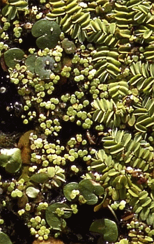 Tappeto galleggiante di Hydrocharis morsus ranae (cuoriforme), Salvinia natans (pinnulata), Lemna minor (Lenticchia d'acqua, la più piccola). Delle tre, un tempo diffuse, solo la terza è ancora segnalata a Corte Valle Re. Foto Università di Ferrara, Mostra e Catalogo Biodiversità in Emilia-Romagna 2003