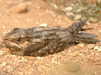 Succiacapre (Caprimulgus europaeus). Foto Fietta, Mostra e Catalogo Biodiversità in Emilia-Romagna 2003