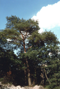 310 Pino silvestre (Pinus sylvestris). Foto Carlo Ferrari, Mostra e Catalogo Biodiversità in Emilia-Romagna 2003