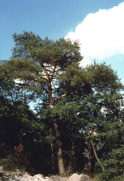 Pino silvestre. Foto Carlo Ferrari, Mostra e Catalogo Biodiversità in Emilia-Romagna 2003