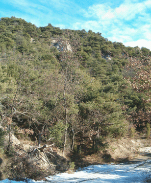 Pineta relitta appenninica di Pino silvestre. Foto Ambrosini, archivio Servizio Parchi e Risorse Forestali della Regione Emilia-Romagna