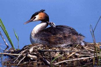 Svasso maggiore (Podiceps cristatus). Foto Maurizio Bonora, Mostra e Catalogo Biodiversità in Emilia-Romagna 2003