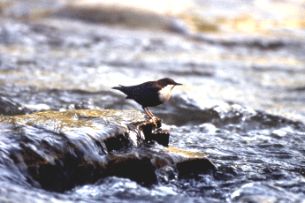 Merlo acquaiolo (Cinclus cinclus). Foto Fietta, Mostra e Catalogo Biodiversità in Emilia-Romagna 2003