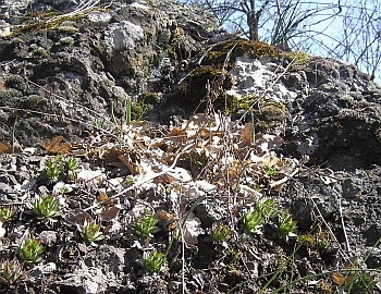 Affioramenti basaltici con Sempervivum montanum e altre crassulente del genere Sedum. Foto Marco Pattuelli, Archivio Servizio Parchi e Risorse forestali della Regione Emilia-Romagna