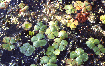 Marsilea quadrifolia, rara felce acquatica. Foto Università di Ferrara, Mostra e Catalogo Biodiversità in Emilia-Romagna 2003