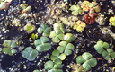 315 Quadrifoglio acquatico (Marsilea quadrifolia), rara felce acquatica. Foto Università di Ferrara, Mostra e Catalogo Biodiversità in Emilia-Romagna 2003