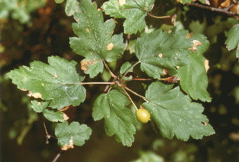 Melo ibrido (Malus florentina). Foto Giancarlo Tedaldi, archivio Servizio Parchi e Risorse Forestali della Regione Emilia-Romagna