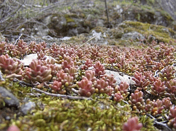 Sedum e muschi (habitat 6110) su roccia calcarea. Foto Matteo Poli, archivio personale