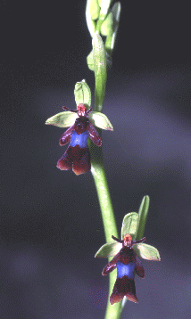 Ophrys insectifera. Foto Ivano Togni, Mostra e Catalogo Biodiversità in Emilia-Romagna 2003