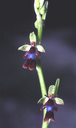 318 Moscaria (Ophrys insectifera). Foto Ivano Togni, Mostra e Catalogo Biodiversità in Emilia-Romagna 2003