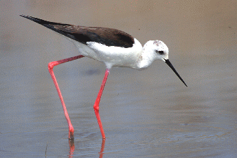 Cavaliere d'Italia (Himantopus himantopus). Foto Maurizio Bonora - Mostra e Catalogo Biodiversità in Emilia-Romagna 2003