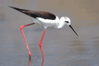 Cavaliere d'Italia (Himantopus himantopus). Foto Maurizio Bonora - Mostra e Catalogo Biodiversità in Emilia-Romagna 2003