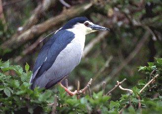 Nitticora (Nycticorax nycticorax). Foto Maurizio Bonora, Mostra e Catalogo Biodiversità in Emilia-Romagna 2003