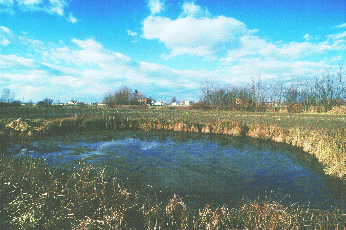 Testa di fontanile nella pianura coltivata. Foto Mario Vianelli, archivio Servizio Valorizzazione e Tutela del Paesaggio Regione Emilia-Romagna