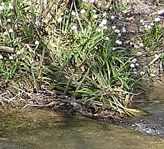 Acque pulite lambiscono una rigogliosa stazione di Campanellino (Leucojum vernum): ambiente ideale per il Gambero di fiume (Austropotamobius pallipes). Foto Marco Pattuelli, archivio Servizio Parchi e Risorse forestali RER.