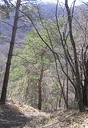 322 Pino silvestre (Pinus sylvestris) locale, verso il Rio Tassaro. Foto Marco Pattuelli, archivio Servizio Parchi e Risorse forestali RER