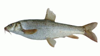 Barbo (Barbus plebejus). Foto David Mazzoni, La pesca sportiva nelle acque interne RER 2004   