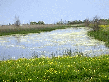 Prato umido con fioritura di ranuncolo acquatico. Foto Roberto Tinarelli, archivio personale