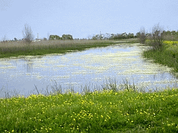 Prato umido con fioritura di ranuncolo acquatico. Foto Roberto Tinarelli, archivio personale