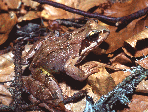 Rana temporaria. Foto Ivano Togni, Mostra e Catalogo Biodiversità in Emilia-Romagna 2003