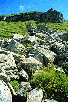 Vegetazione su detriti d'alta quota. Foto Maurizio Sirotti, Ecosistema - archivio Servizio Sistemi informativi geografici della Regione Emilia-Romagna