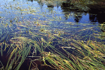 Il Coltellaccio a foglia sottile (Sparganium angustifolium) al Lago Baccio. Foto Renato Gerdol, Mostra e Catalogo Biodiversità in Emilia-Romagna 2003