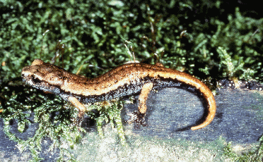 Geotritone italiano (Speleomantes italicus). Foto Guglielmo Stagni, Mostra e Catalogo Biodiversità in Emilia-Romagna 2003