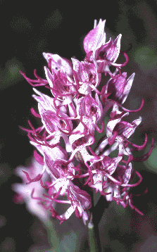 404 Orchidea scimmia (Orchis simia). Foto Ivano Togni, Mostra e Catalogo Biodiversità in Emilia-Romagna 2003