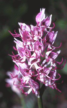 Orchis simia. Foto Ivano Togni, Mostra e Catalogo Biodiversità in Emilia-Romagna 2003