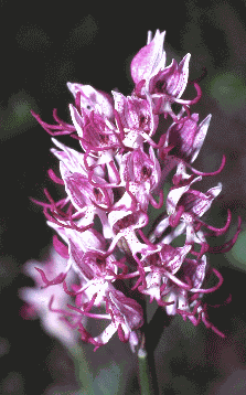 Orchis simia. Foto Ivano Togni, Mostra e Catalogo Biodiversità in Emilia-Romagna 2003