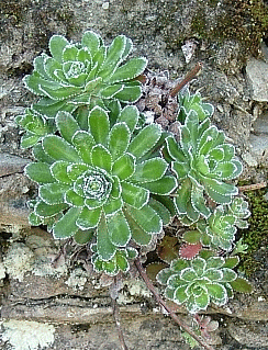 Saxifraga paniculata, con muschi e licheni su arenaria. Foto Sandro Bassi, archivio personale