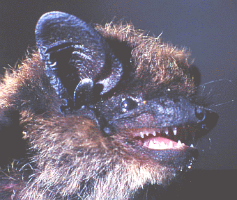 Pipistrello del Savi (Hypsugo savii). Foto Antonio Ruggeri, Mostra e Catalogo Biodiversità in Emilia-Romagna 2003