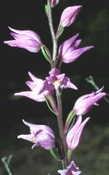 Cephalanthera rubra, orchidea di querceti ombreggiati. Foto Ivano Togni, Mostra e Catalogo Biodiversità in Emilia-Romagna 2003