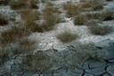 407 Gramignone delle bonifiche (Puccinellia borreri), colonizzatrice dei fanghi salsi. Foto Carlo Ferrari, Mostra e Catalogo Biodiversità in Emilia-Romagna 2003