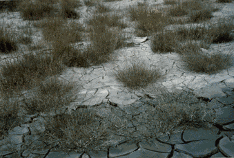 Puccinellia borreri, colonizzatrice dei fanghi salsi. Foto Carlo Ferrari, Mostra e Catalogo Biodiversità in Emilia-Romagna 2003